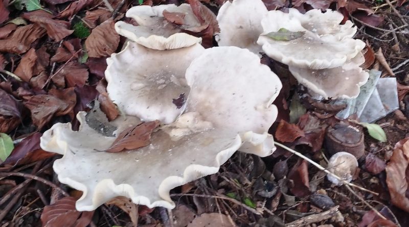 Large white funghi with frilly edges against fallen beech leave. Used in November Newsletter